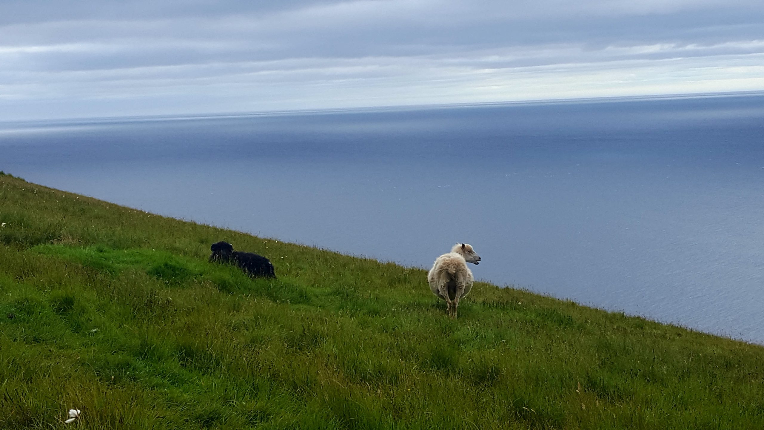 pecore delle isole Faroe