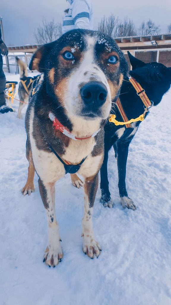 Alaskan Husky 