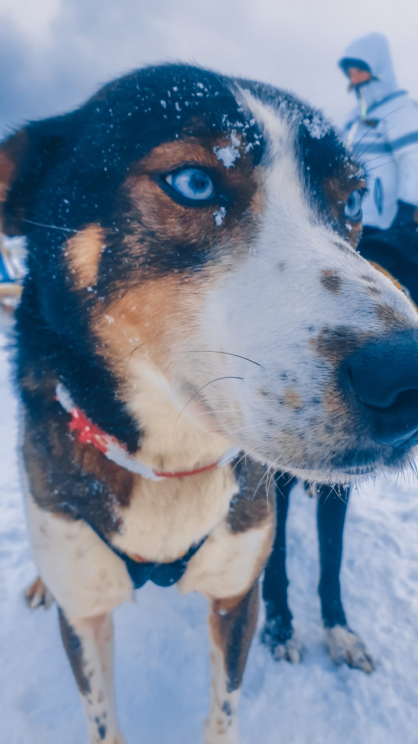 Alaskan Husky