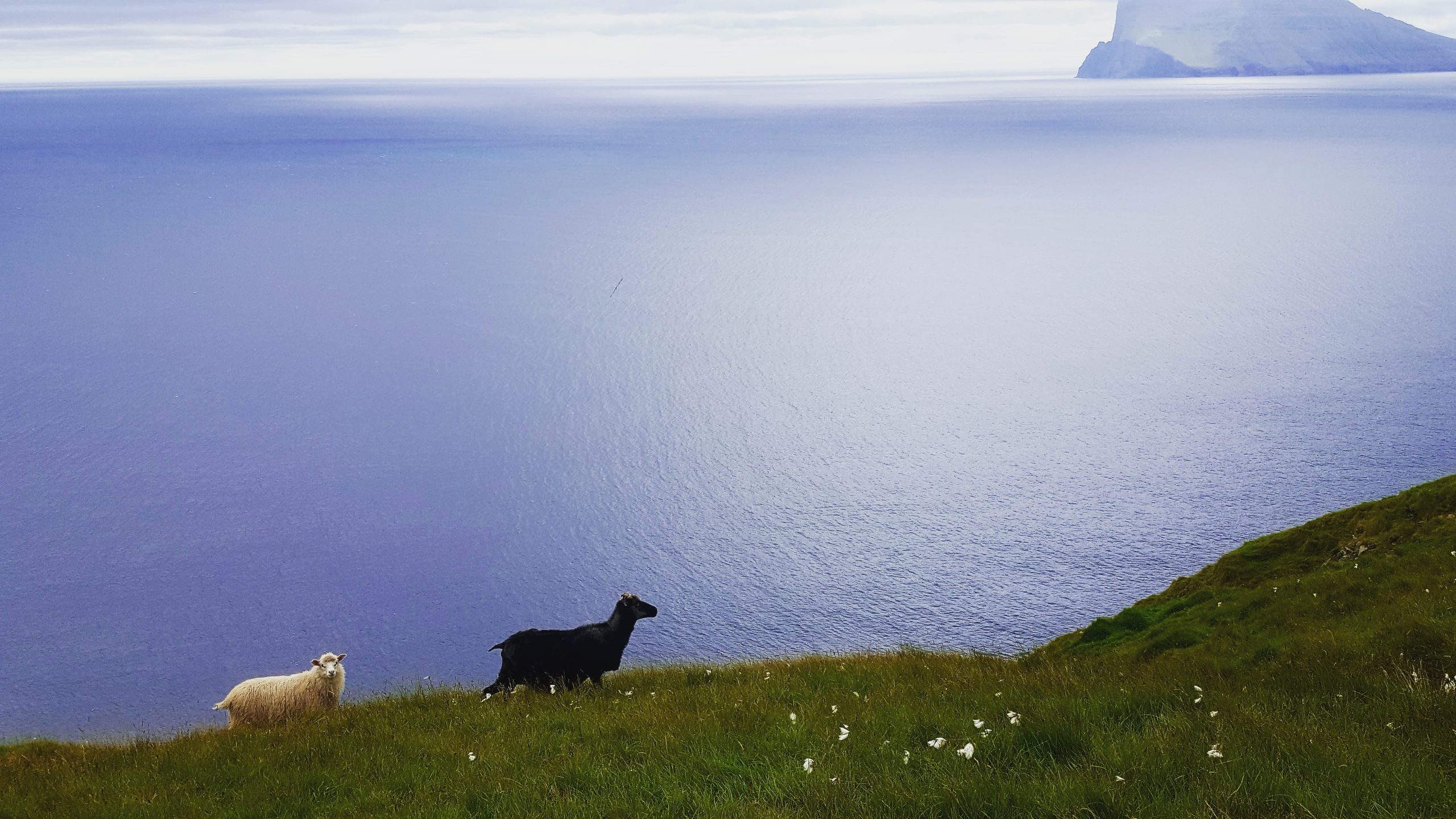 Pecore alle isole Faroe