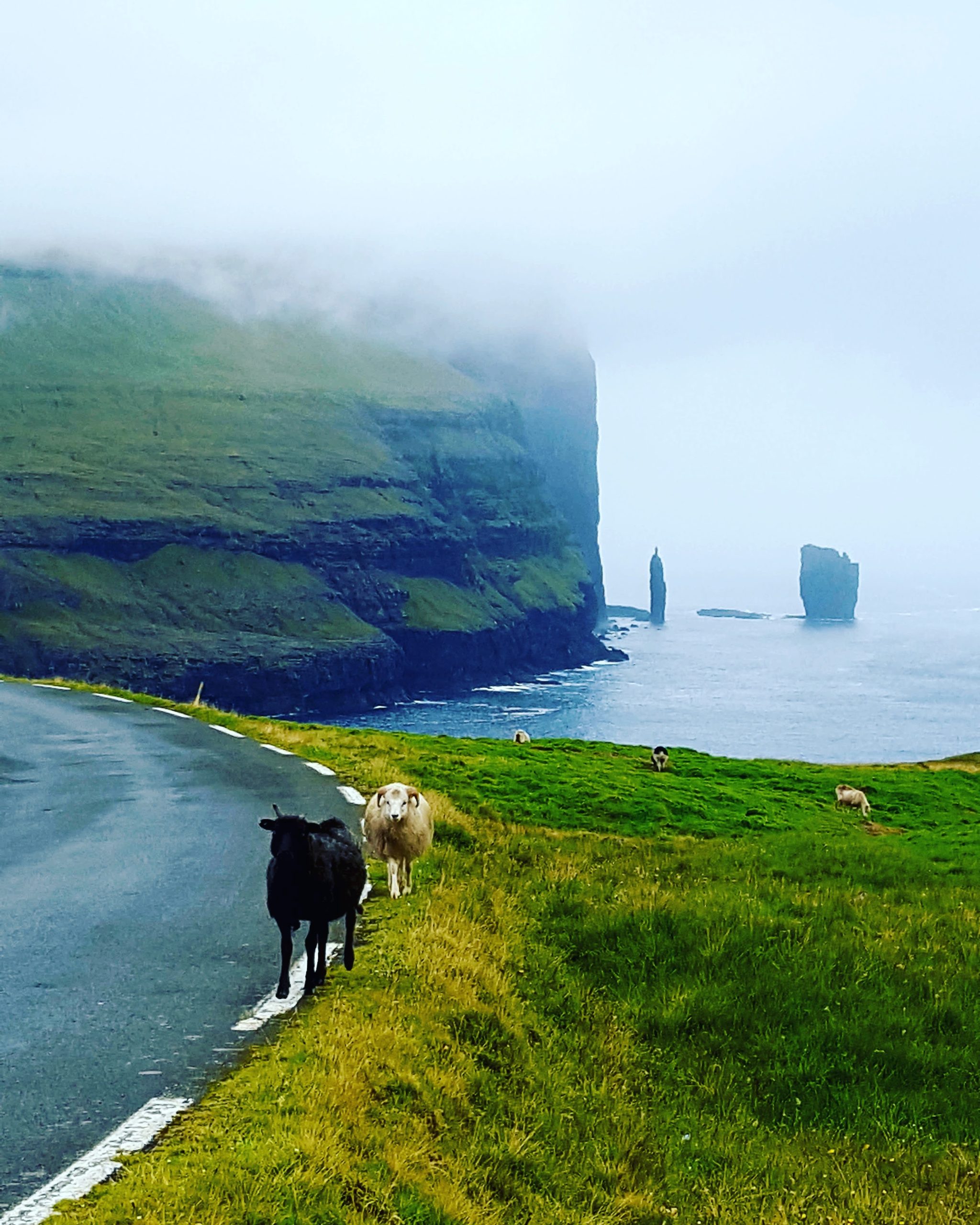 Pecore alle isole Faroe