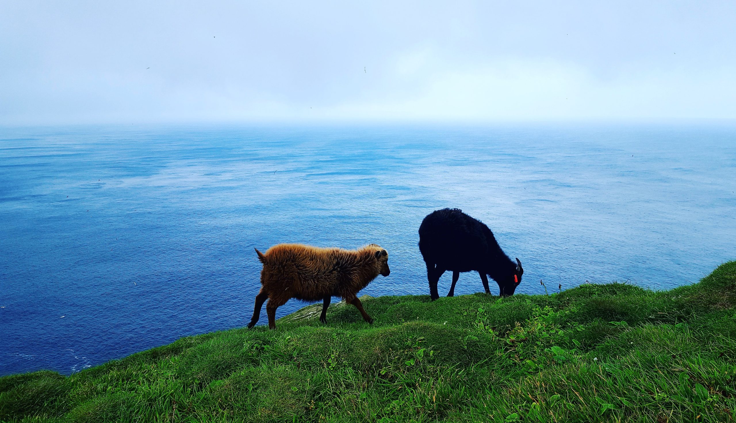 Pecore alle isole Faroe