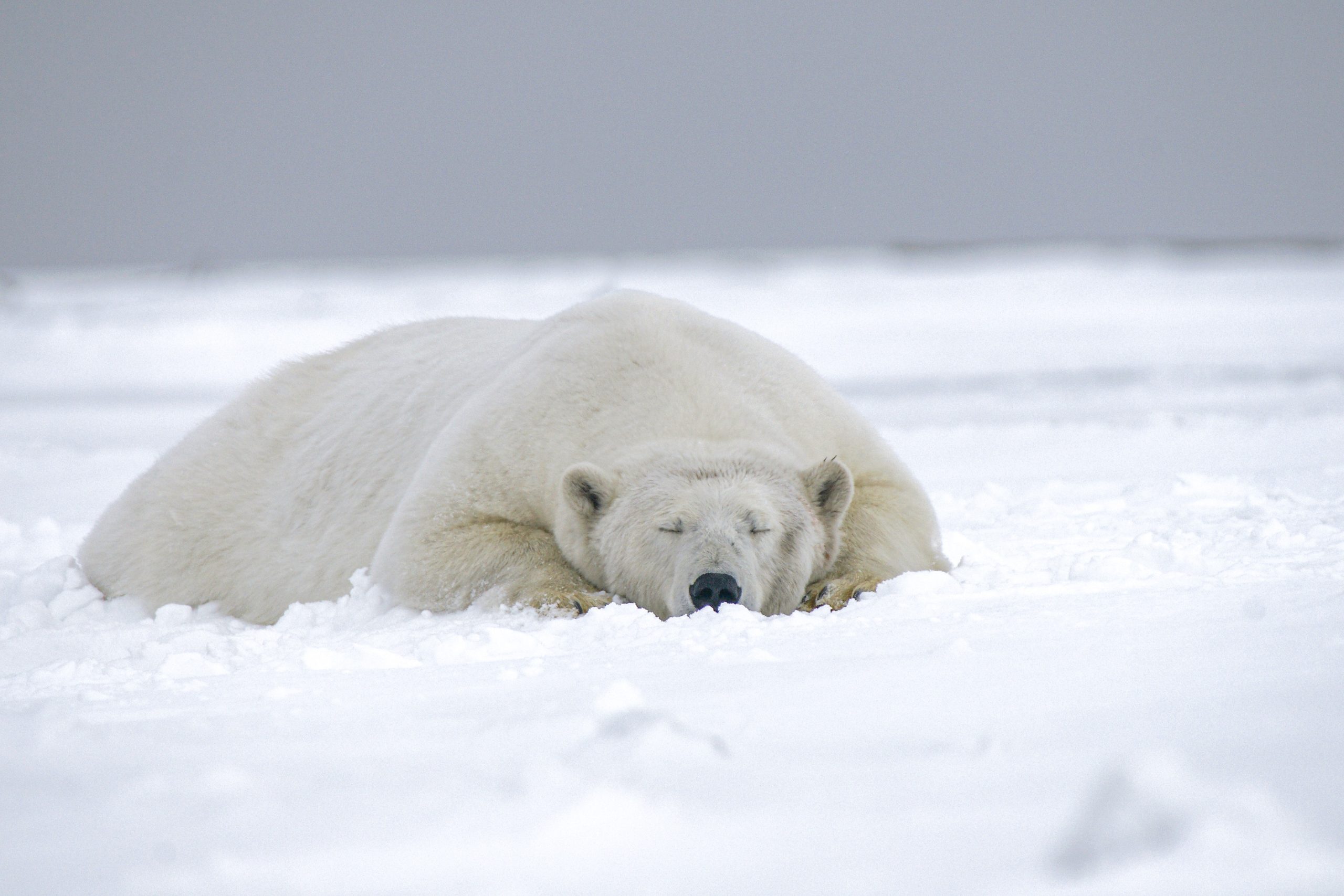 Orso polare alle isole Svalbard