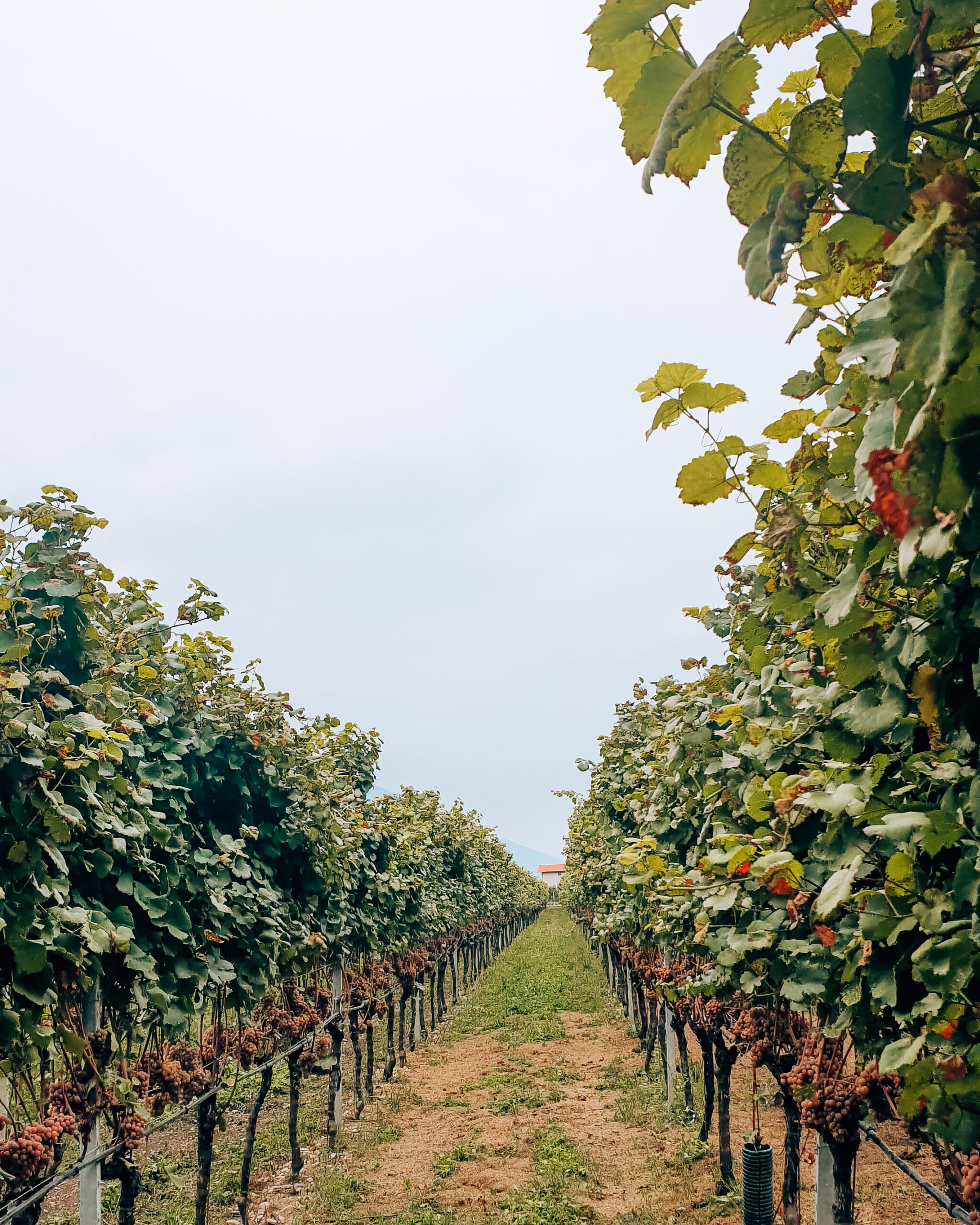 Vigneti Garda Trentino