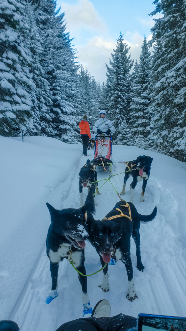 Con i cani da slitta alle Lofoten