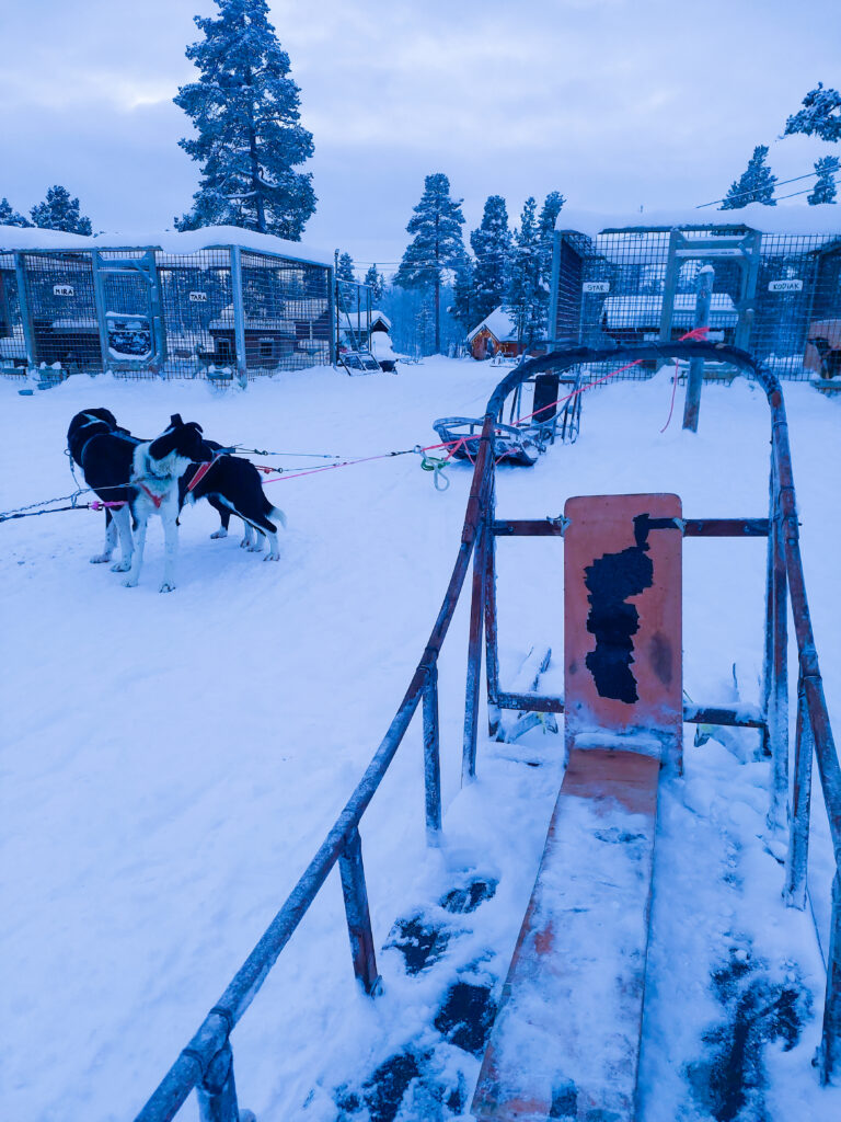 Slitta e husky in Lapponia