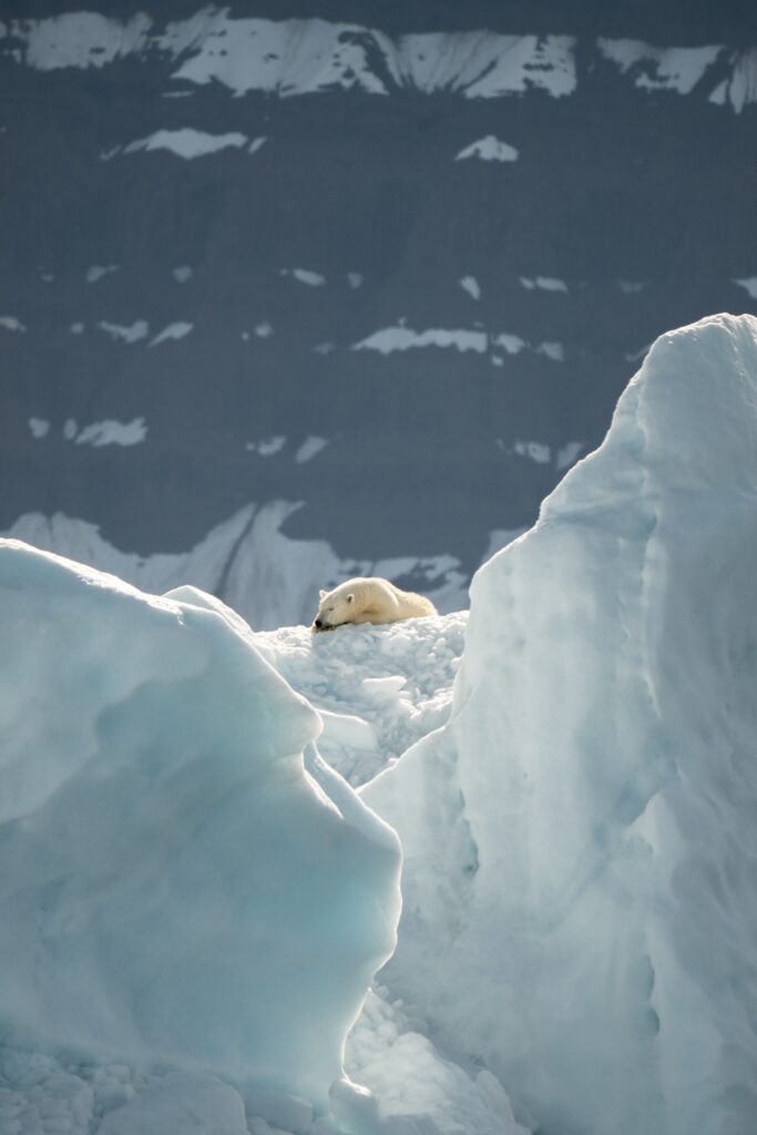 orsi polari che riposano sul ghiaccio