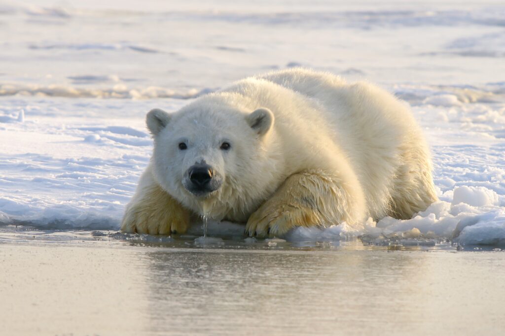 Orso polare sulla banchina di ghiaccio in attesa di cacciare