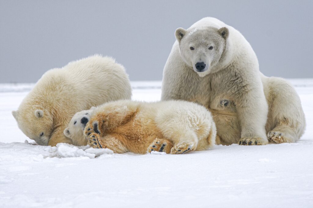 Famiglia di orsi polari