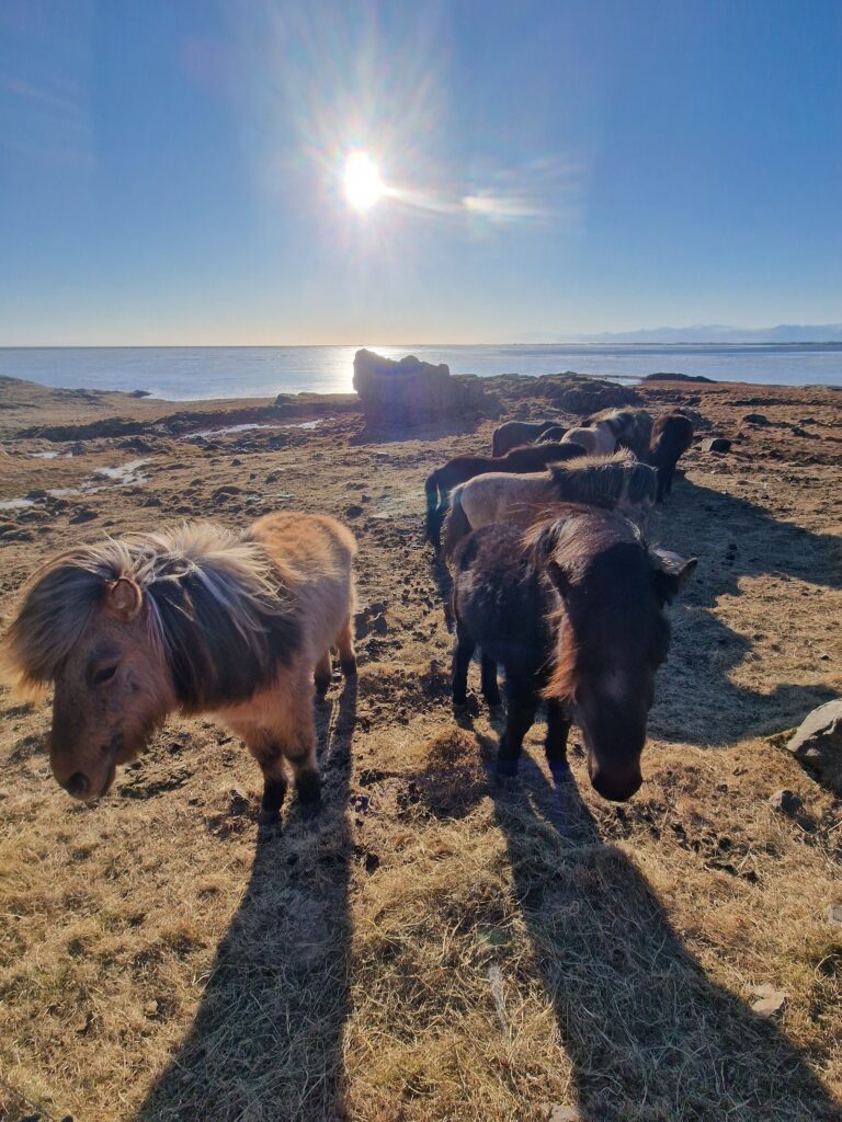 Cavalli selvaggi in riva al mare