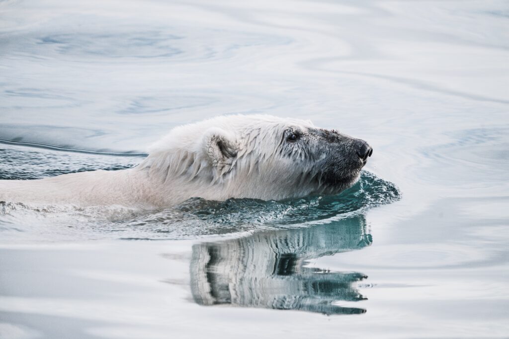 Orso polare che nuota