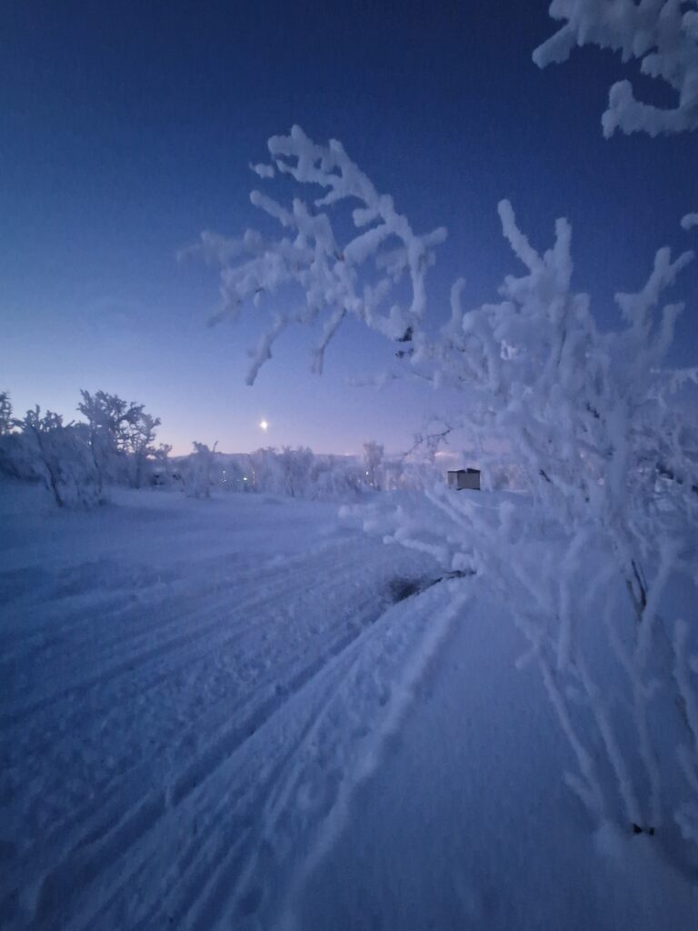 Strada e alberi innevati durante l'ora blu