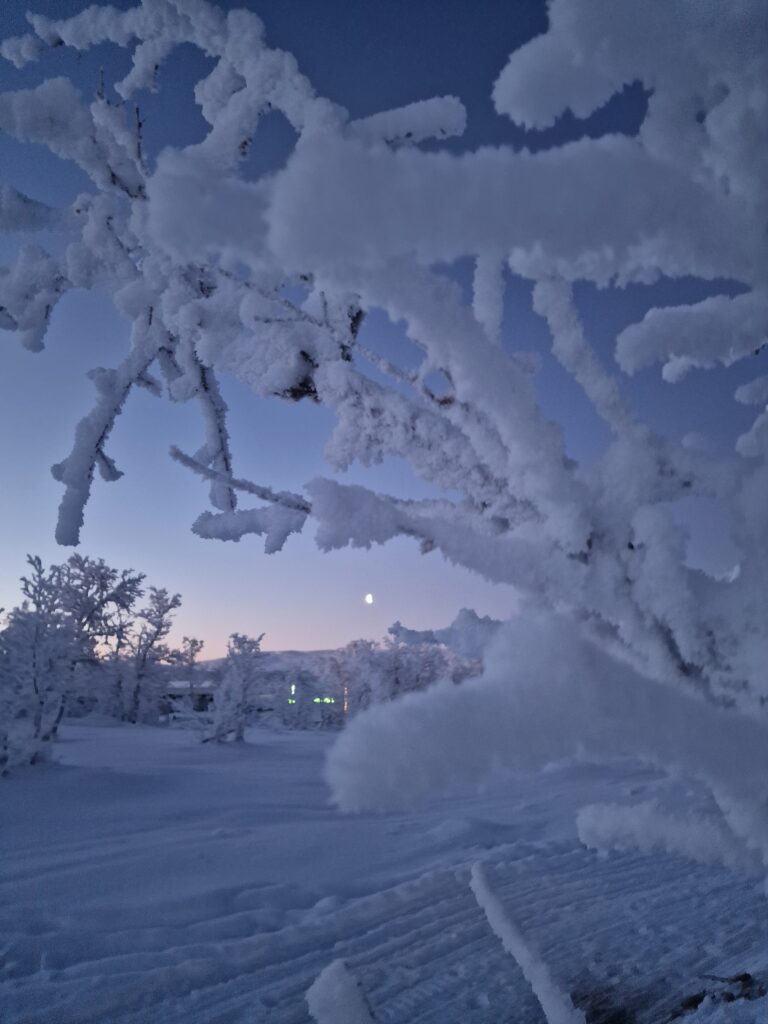 Notte polare: alberi completamente ricoperti di neve e luna sullo sfondo