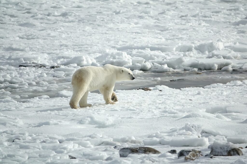 Orso polare che cammina sulla banchina di ghiaccio.
